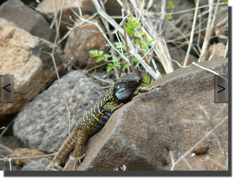 Gallotia galloti eisentrauti